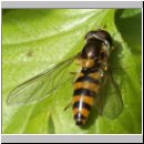 Melangyna cincta - Buchenschwebfliege w01.jpg